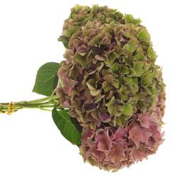 Hortensie bunt Rodeo Classic Bol 13cm 40cm