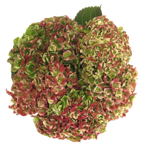 Hortensie rot/creme Revolution classic 40cm