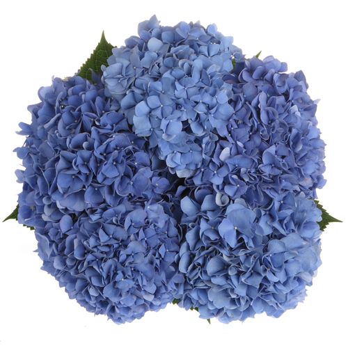 Hortensie blau Pimpernel Bol 16cm 80cm