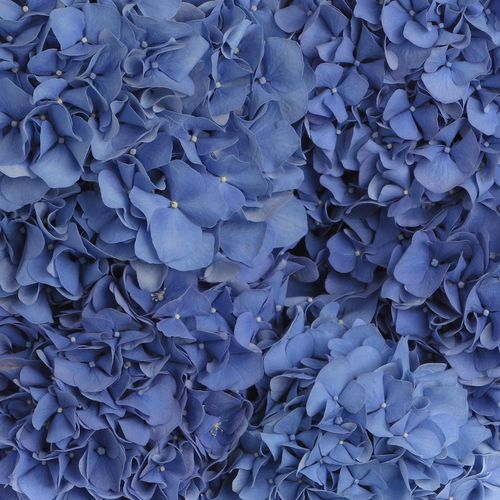 Hortensie blau Pimpernel Bol 16cm 80cm