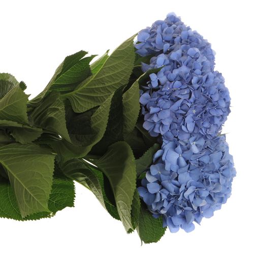 Hortensie blau Pimpernel Bol 16cm 80cm
