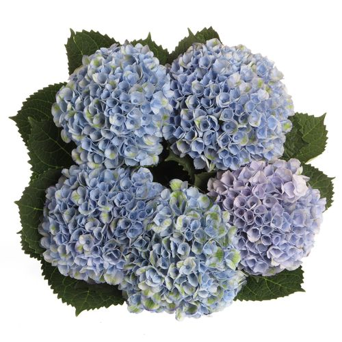 Hortensie blau Revolution Bol 12cm 50cm