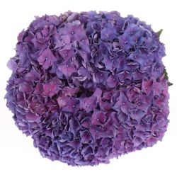 Hortensie lila Rodeo Bol 14cm 50cm