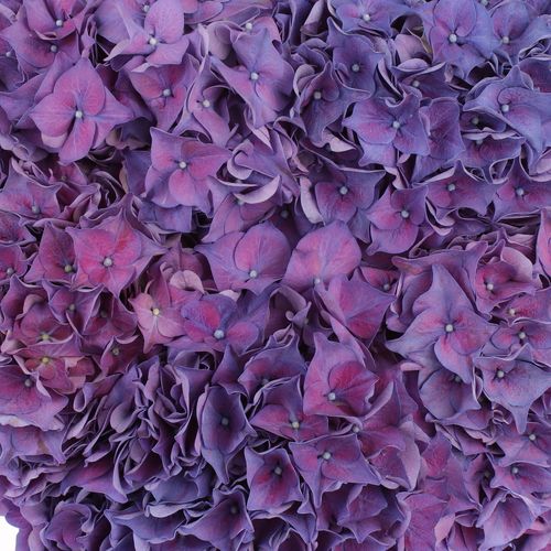 Hortensie lila Rodeo Bol 14cm 50cm