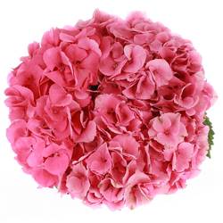 Hortensie rosa Rodeo Bol 16cm 50cm