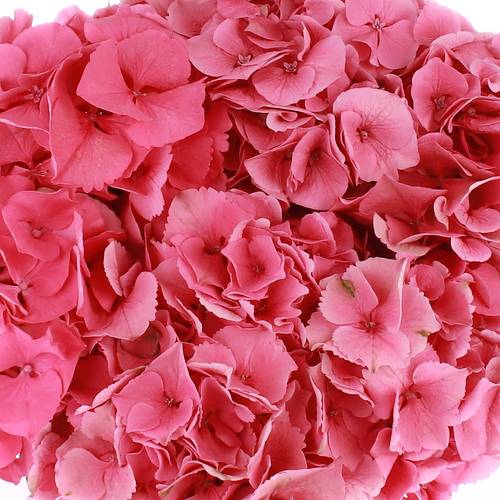 Hortensie rosa Rodeo Bol 16cm 50cm