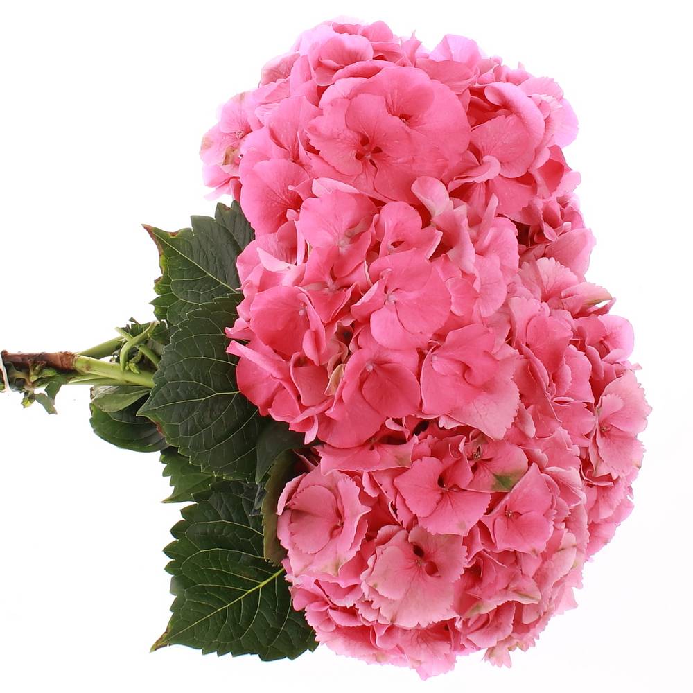 Hortensie rosa Rodeo Bol 16cm 50cm