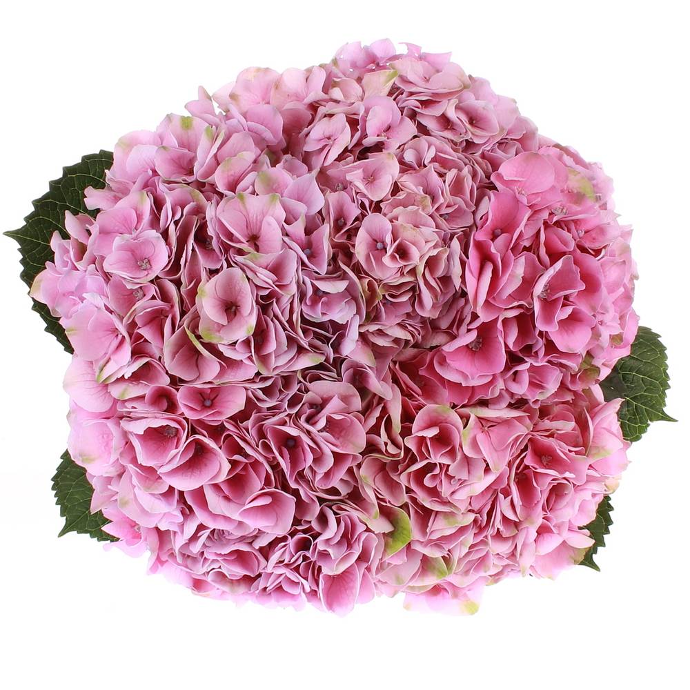 Hortensie rosa Pink Opal 60cm