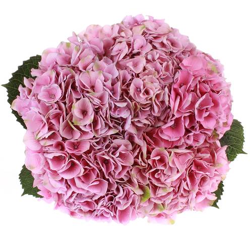 Hortensie rosa Pink Opal 60cm