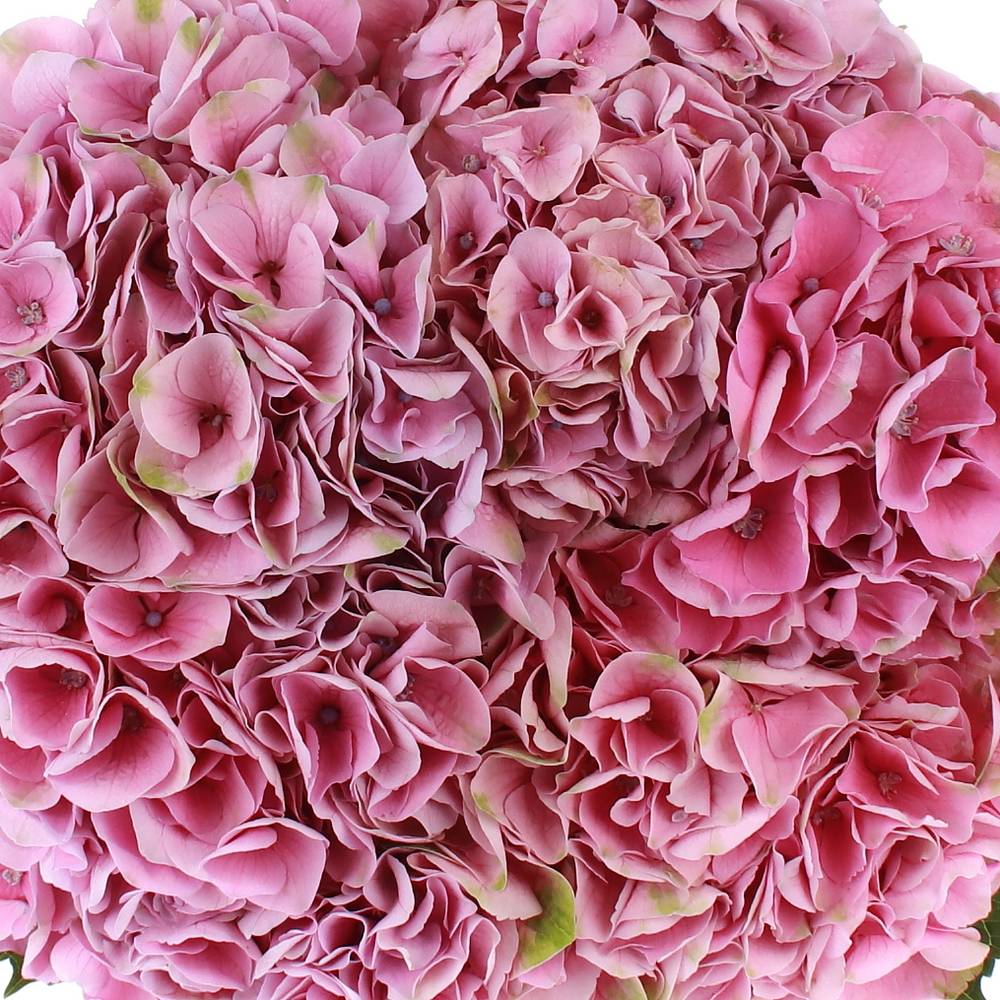 Hortensie rosa Pink Opal 60cm