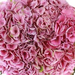 Hortensie rosa Pink Opal 60cm