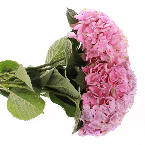 Hortensie rosa Pink Opal 60cm