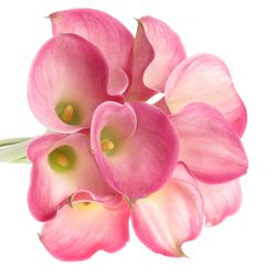 Calla rosa Alma 60cm