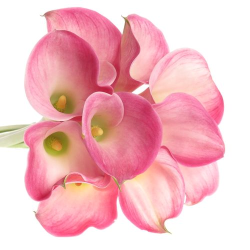 Calla rosa Alma 60cm