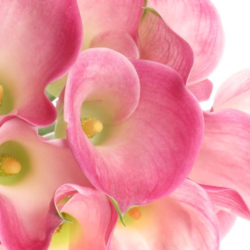 Calla rosa Alma 60cm
