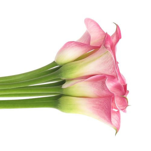 Calla rosa Alma 60cm