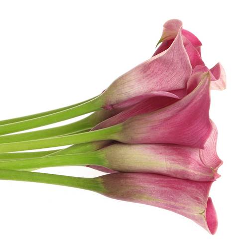 Calla cerice Romance 60cm