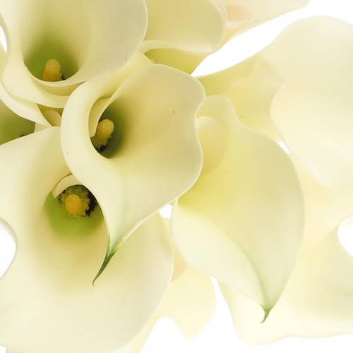 Calla creme Ventura 50cm