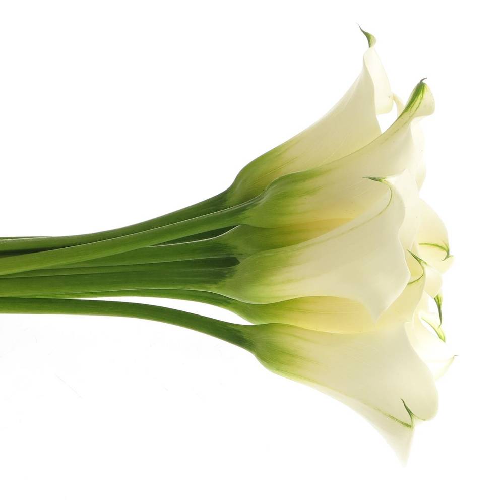 Calla creme Ventura 50cm