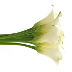 Calla creme Ventura 50cm