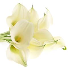 Calla creme Ventura 80cm
