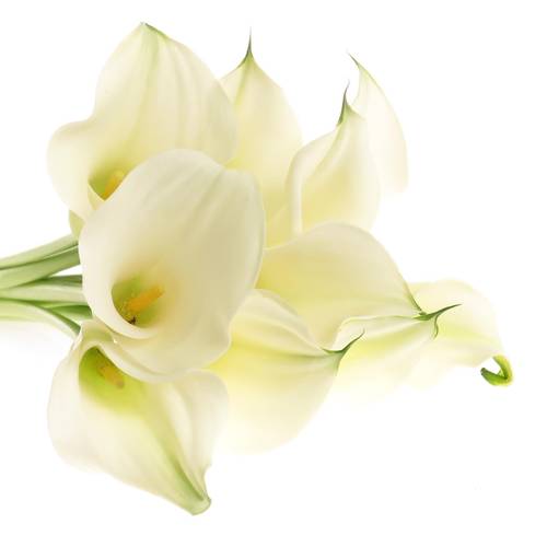 Calla creme Ventura 80cm