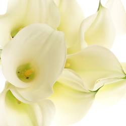Calla creme Ventura 80cm