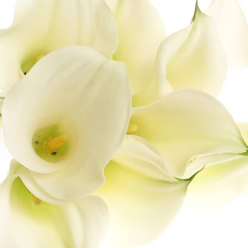 Calla creme Ventura 80cm