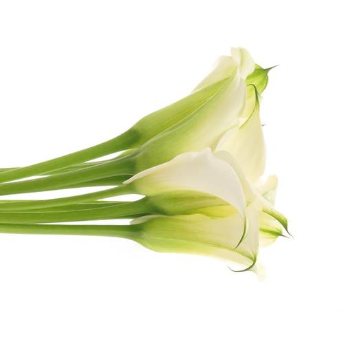 Calla creme Ventura 80cm