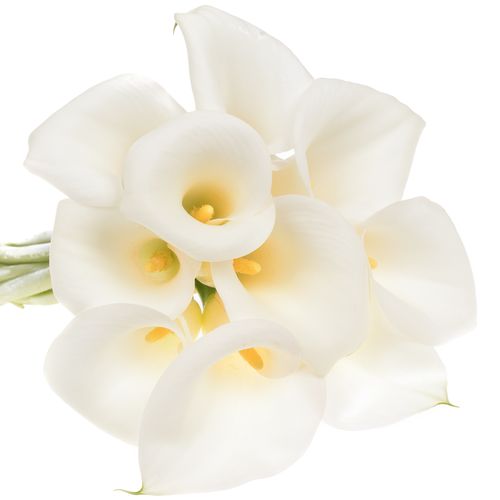 Calla weiss Ivory Art 60cm