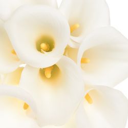 Calla weiss Ivory Art 60cm
