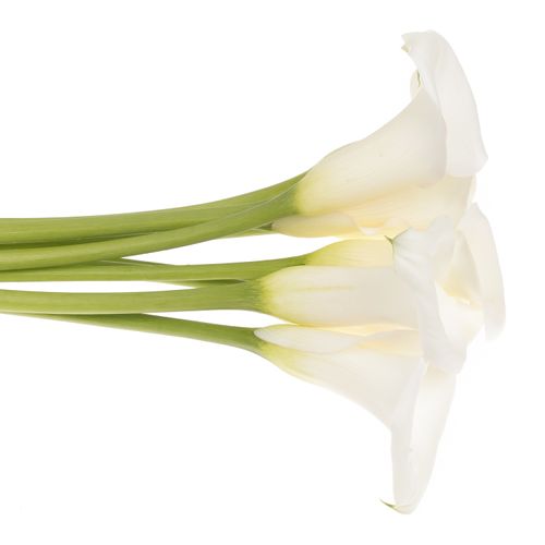 Calla weiss Ivory Art 60cm