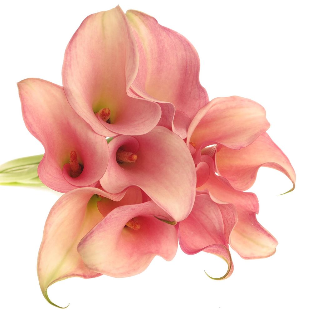 Calla rosa Melrose 60cm