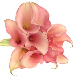 Calla rosa Melrose 60cm