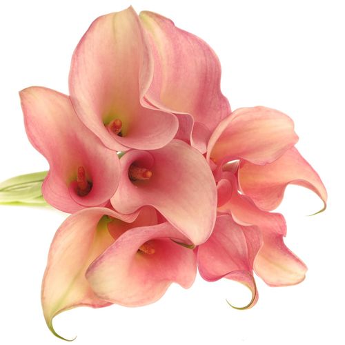 Calla rosa Melrose 60cm