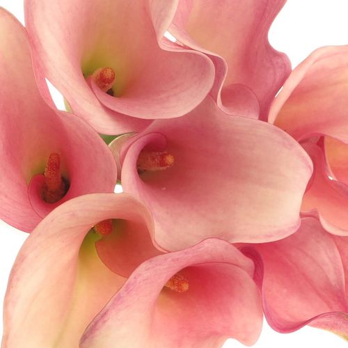 Calla rosa Melrose 60cm