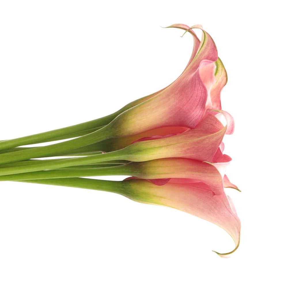 Calla rosa Melrose 60cm