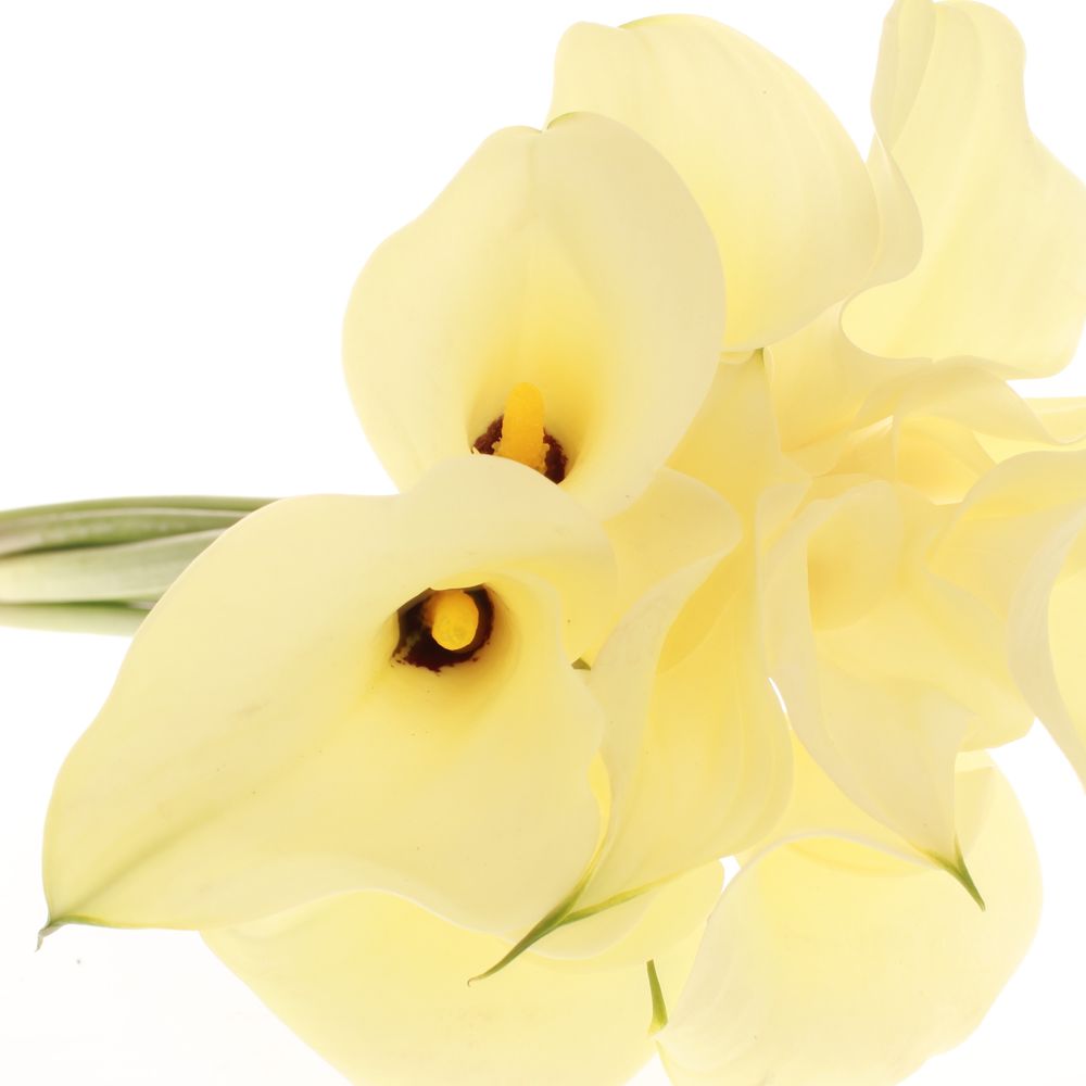 Calla creme Snowstar 60cm