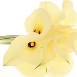 Calla creme Snowstar 60cm