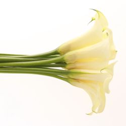 Calla creme Snowstar 60cm