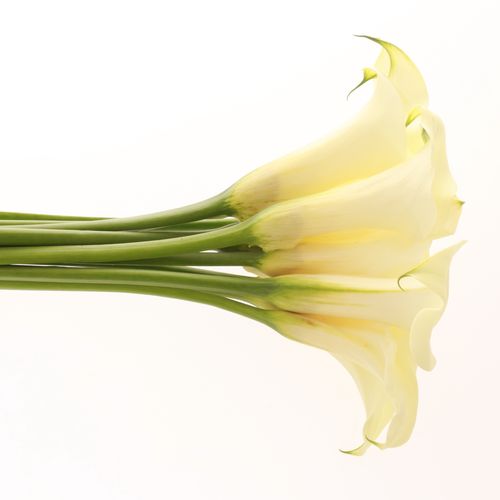Calla creme Snowstar 60cm