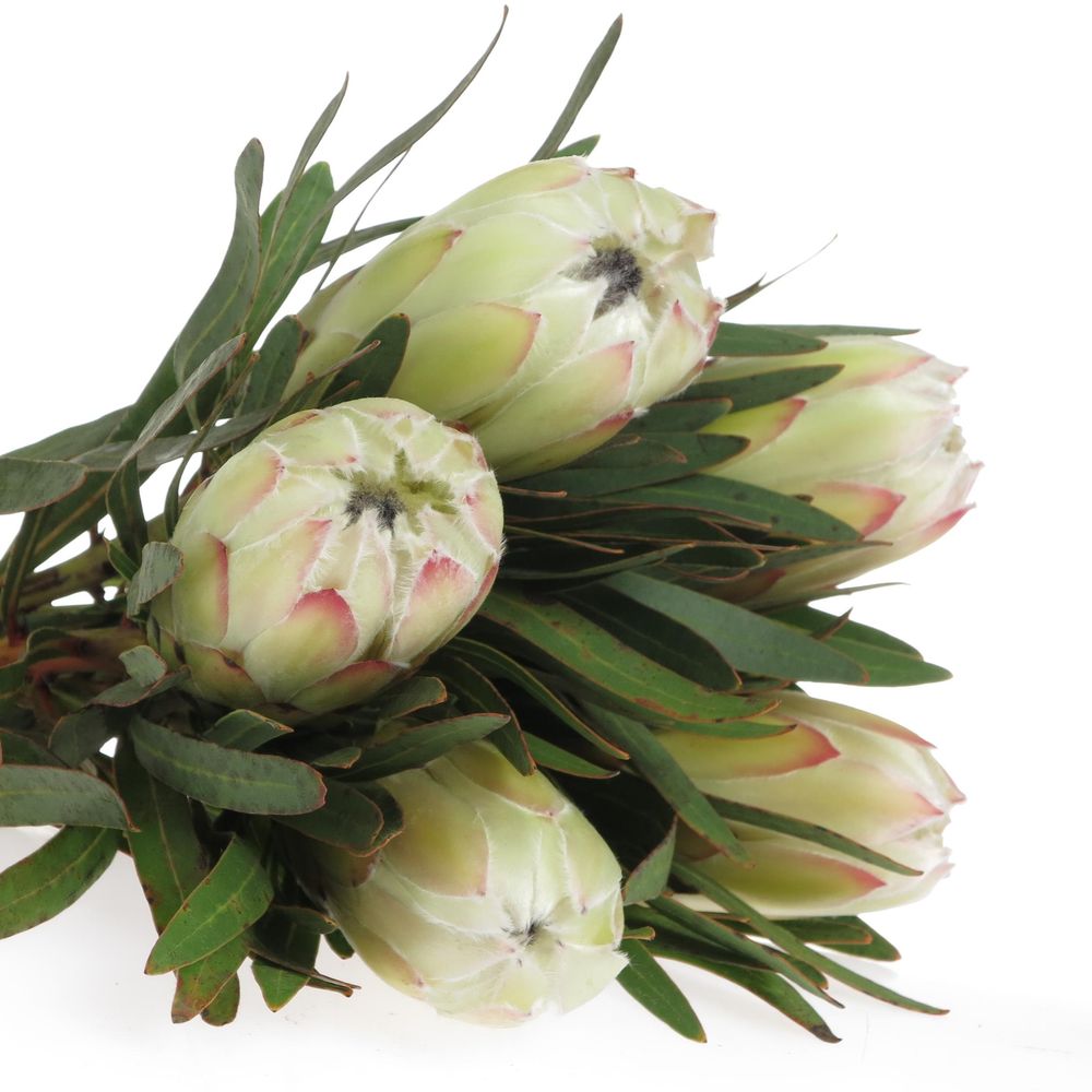 Protea weiss Night 35cm