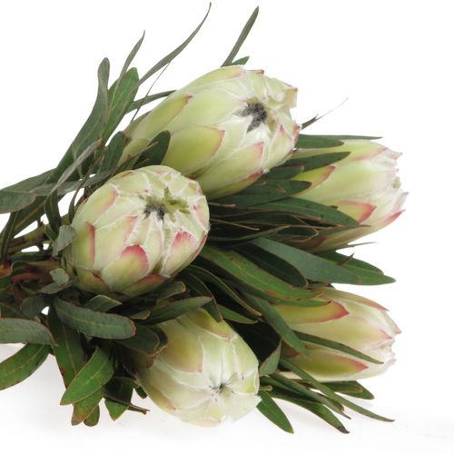 Protea weiss Night 35cm