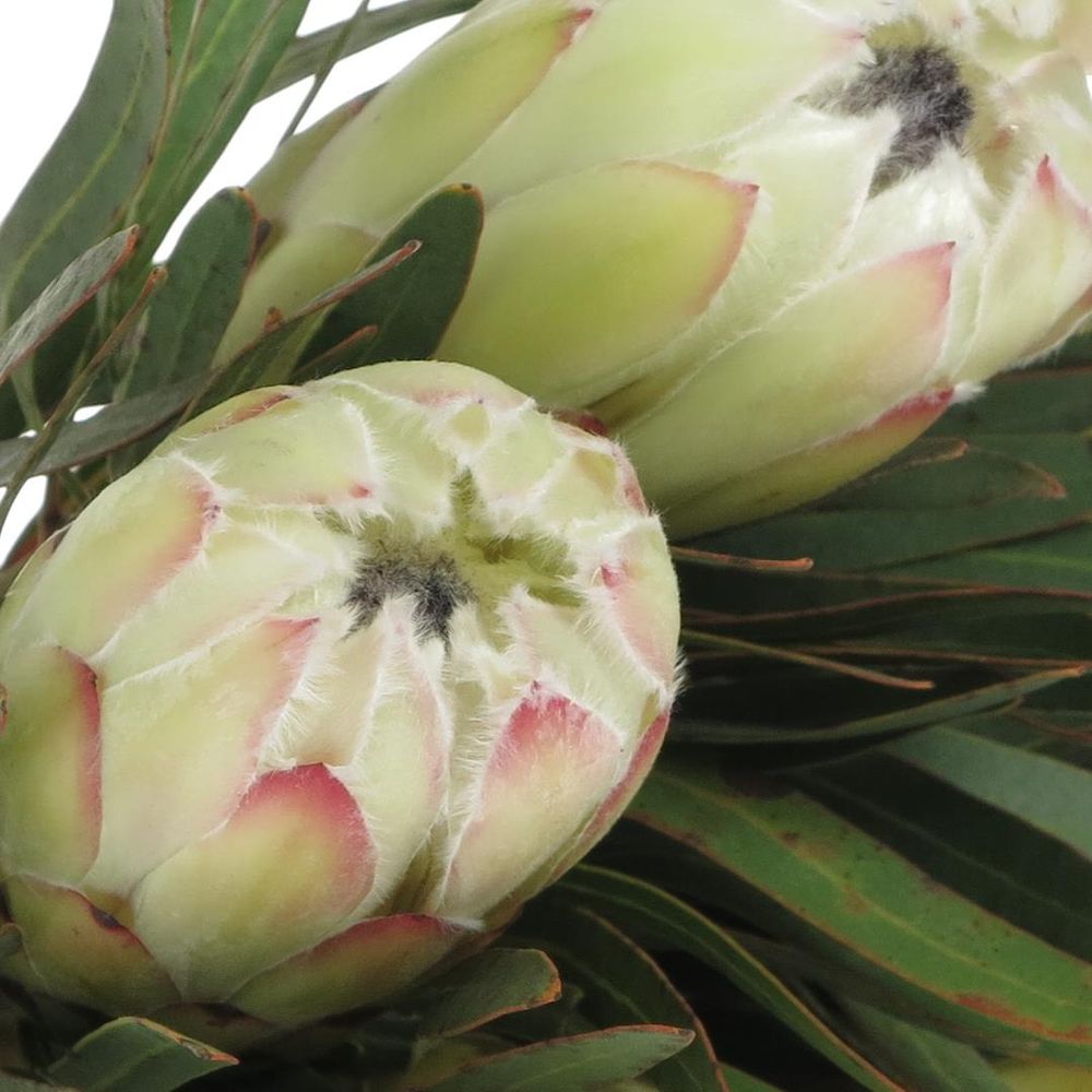 Protea weiss Night 35cm