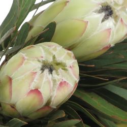 Protea weiss Night 35cm