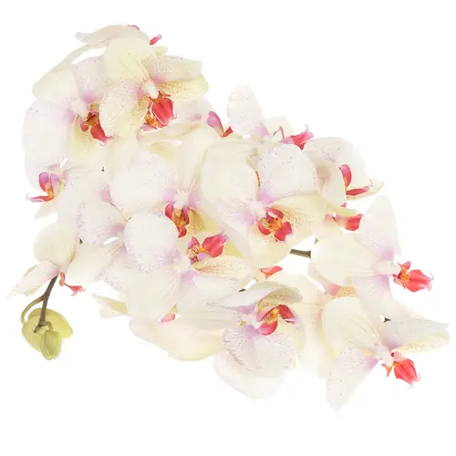 Phalaenopsis creme Omega 25 Blüte 2 Bis 5 Stiele