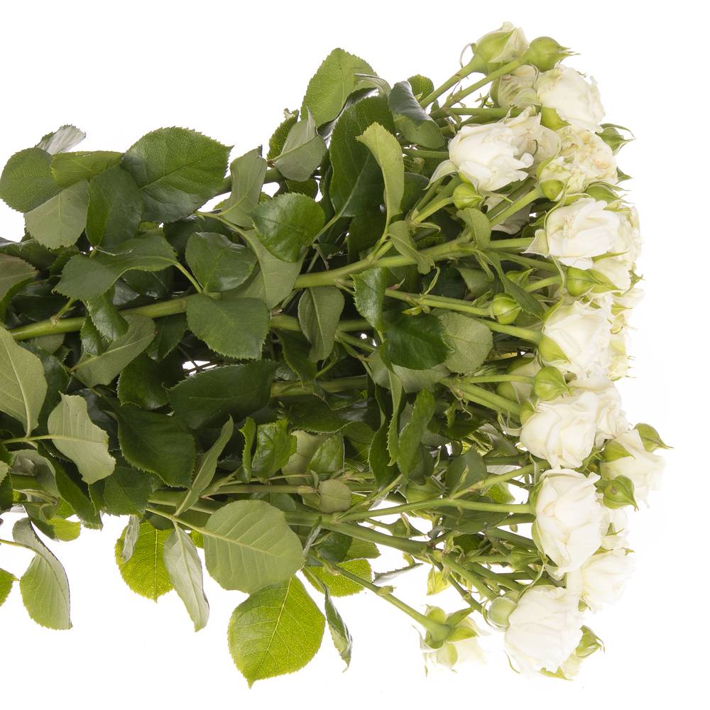 Rose verzweigt weiss Bridal Flow 6+Blüte 60cm