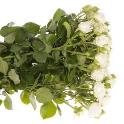 Rose verzweigt weiss Bridal Flow 6+Blüte 60cm