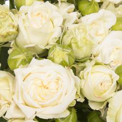 Rose verzweigt weiss Bridal Flow 6+Blüte 60cm