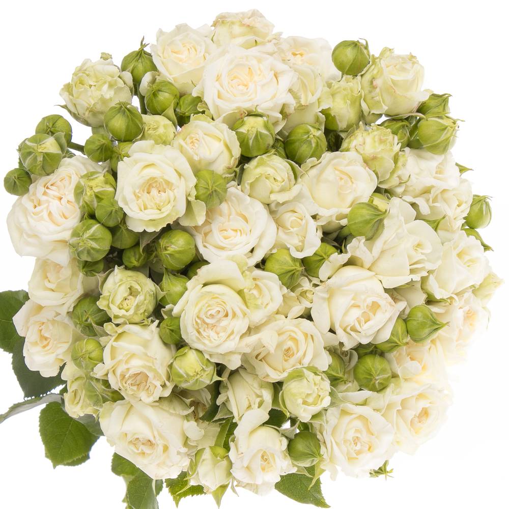 Rose verzweigt weiss Bridal Flow 6+Blüte 60cm